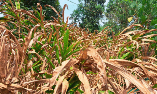 വേനൽ ചൂടിൽ വീണത് 44.05 കോടിയുടെ വിളകള് വേനൽ ചൂടിൽ വീണത് 44.05 കോടിയുടെ വിളകള്