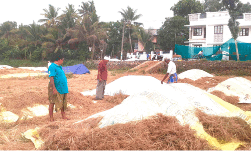 അപ്പർ കുട്ടനാട്ടിൽ നെല്ല്​ സംഭരണം അവതാളത്തിൽ