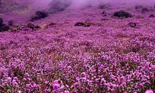 നീലക്കുറിഞ്ഞി ജൈവവൈവിധ്യ പഠനോത്സവം: ബ്ലോക്ക് തല ക്വിസ് മത്സരം മെയ് ഏഴിന്