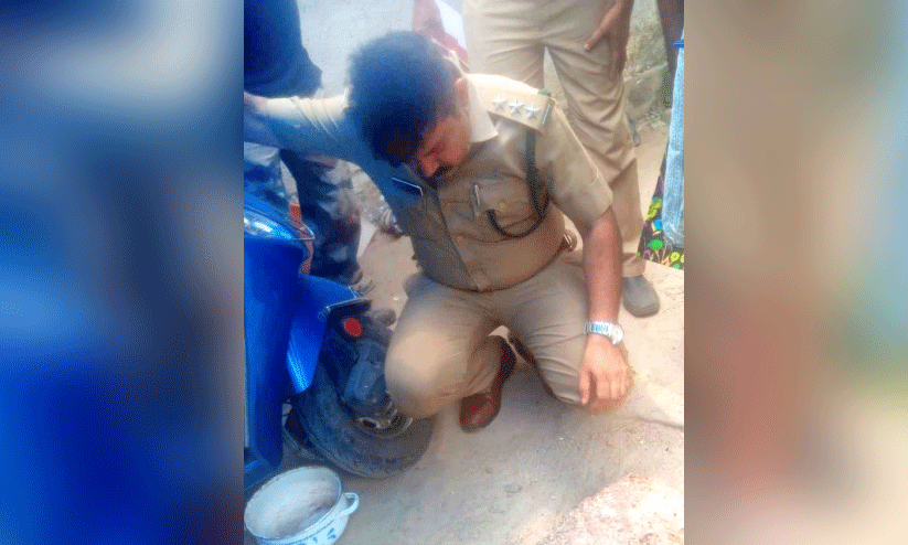 wild cat foot prints wild cat foot prints