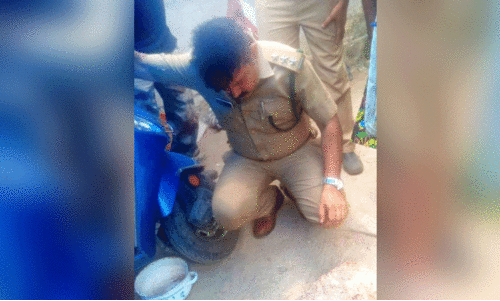 wild cat foot prints wild cat foot prints