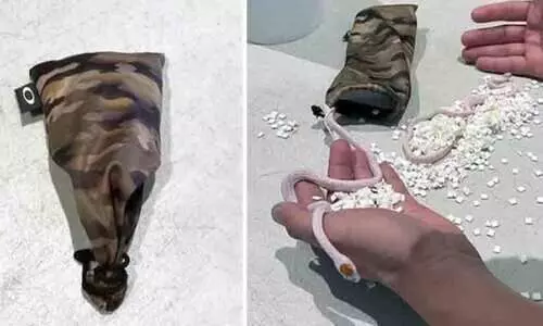 മിയാമി വിമാനത്താവളത്തിൽ പാന്റിനുള്ളിൽ  യാത്രക്കാരൻ ഒളിച്ചു കടത്തിയ പാമ്പുകളെ പിടികൂടി