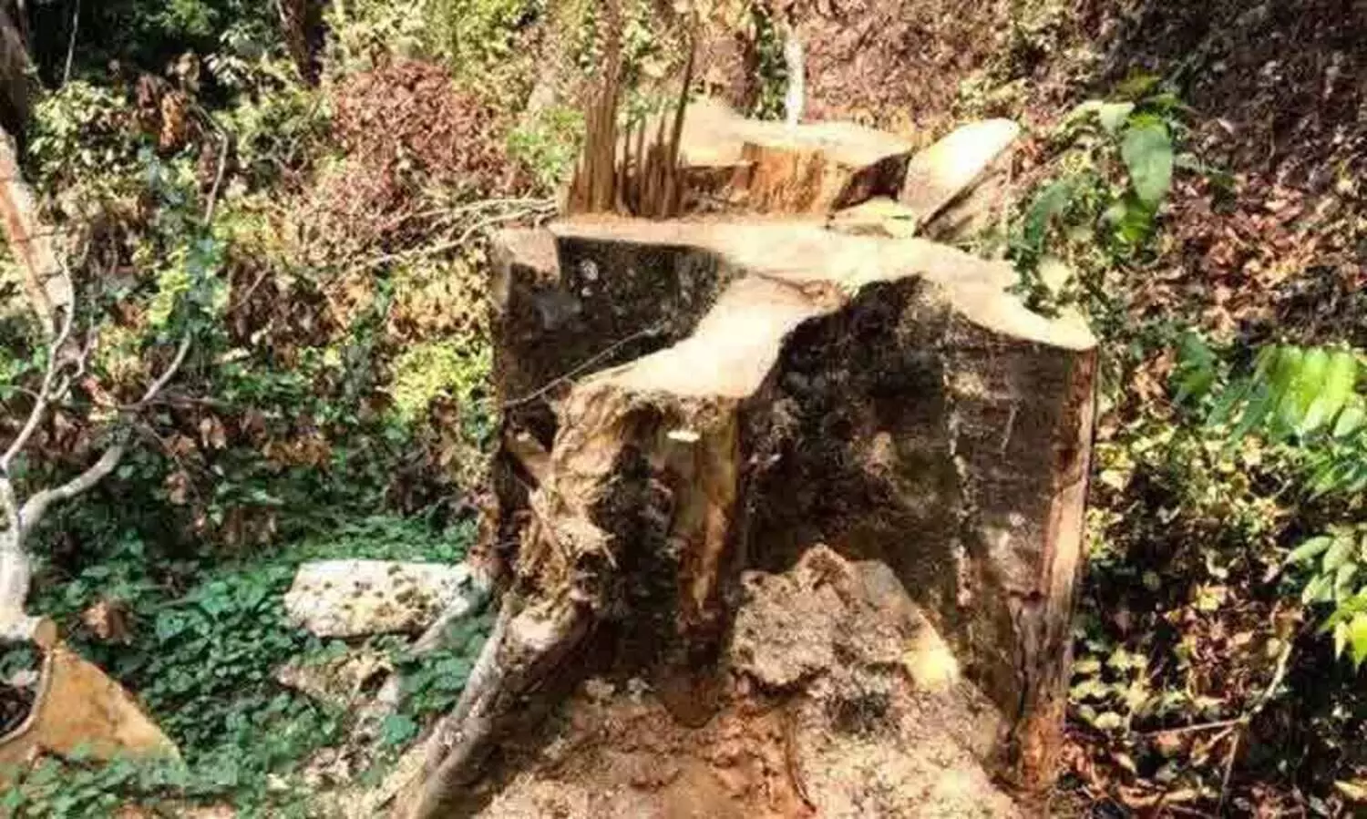 സുഗന്ധഗിരി മരംകൊള്ള: ഫ്ലയിങ് സ്ക്വാഡ് റെയ്ഞ്ച് ഓഫിസറെ സ്ഥലംമാറ്റി