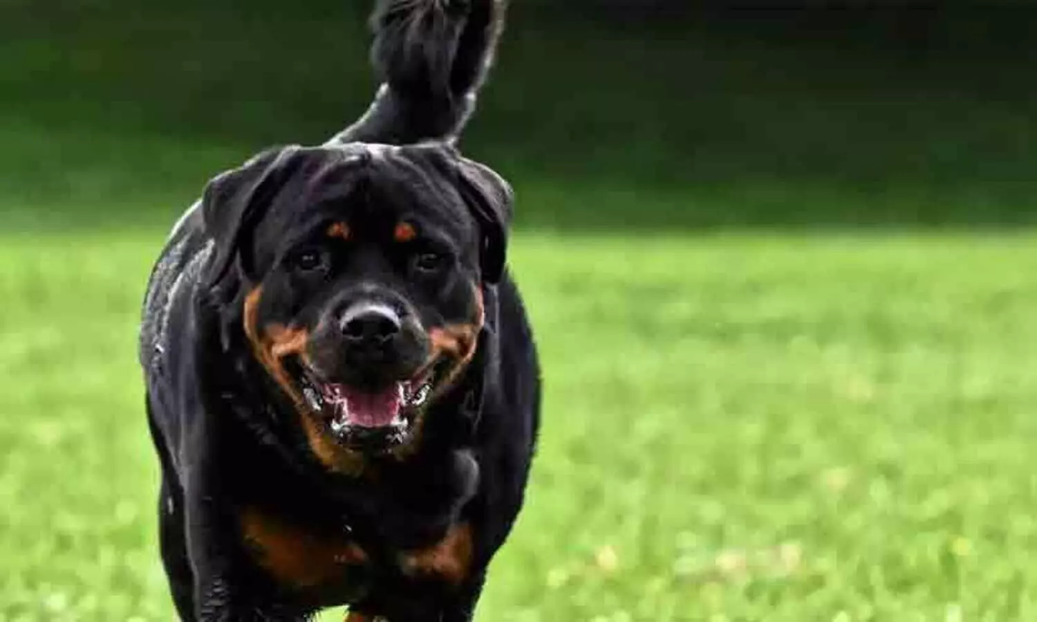 വളർത്തുമൃഗങ്ങൾക്കുള്ള നിയമങ്ങൾ കർശനമാക്കി ഗ്രേറ്റർ ചെന്നൈ കോർപറേഷൻ