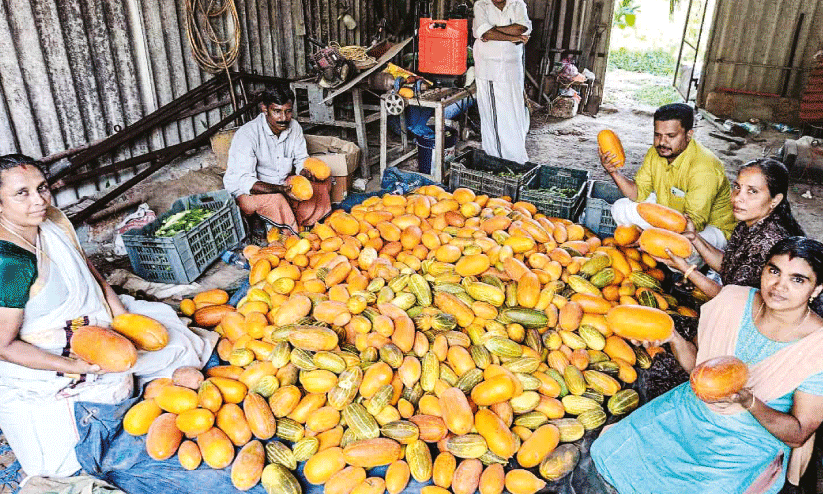 ജൈവ പച്ചക്കറി വാങ്ങാൻ ആളില്ല; ആ​ര് കാ​ണും വ​നി​ത ക​ർ​ഷ​ക​രു​ടെ ക​ണ്ണീ​ർ?