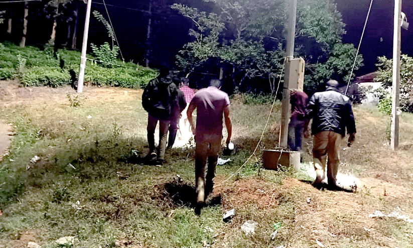 tiger menace tiger menace