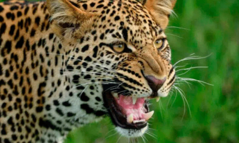 പുലിവീഴാ പുഞ്ചിറ...