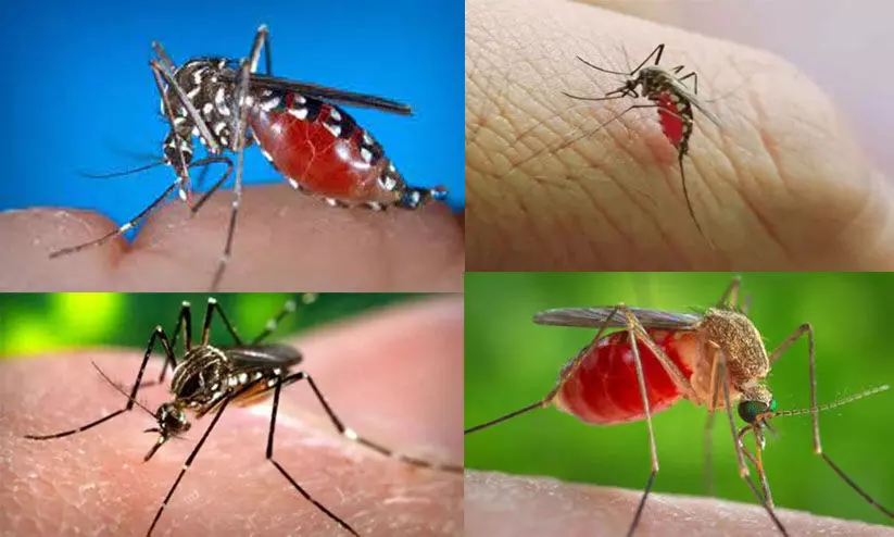 വെസ്റ്റ് നൈല്‍ പനി: ജാഗ്രത പാലിക്കണമെന്ന് വീണ ജോര്‍ജ്