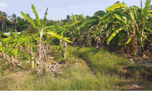 കൊ​ടും​ചൂ​ടി​ൽ ക​രി​ഞ്ഞു​ണ​ങ്ങി വാ​ഴ​ത്തോ​പ്പു​ക​ൾ