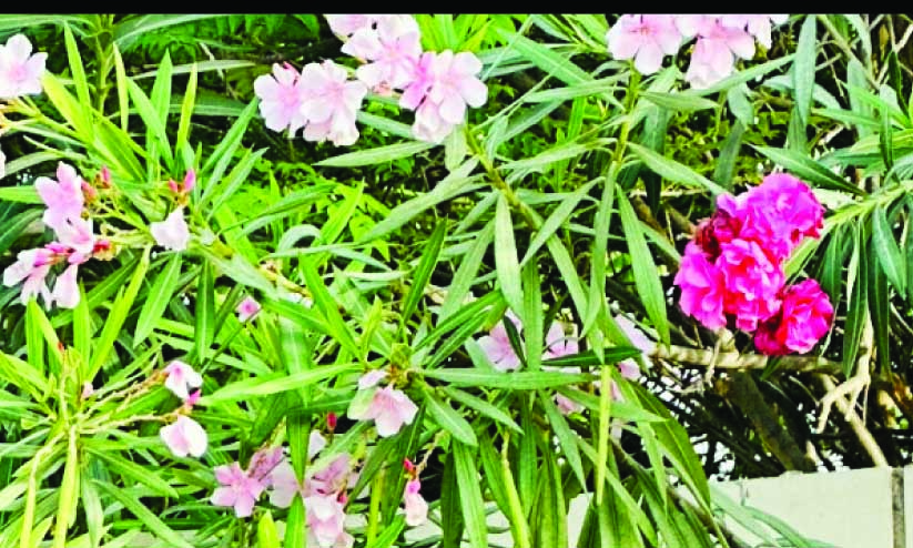 ഇവിടെയുമുണ്ട്​ അരളിപ്പൂവ്​​; വേണം ജാഗ്രത