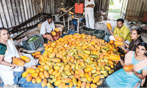 ജൈവ പച്ചക്കറി വാങ്ങാൻ ആളില്ല; ആ​ര് കാ​ണും വ​നി​ത ക​ർ​ഷ​ക​രു​ടെ ക​ണ്ണീ​ർ?
