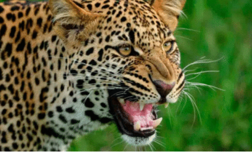 പുലിവീഴാ പുഞ്ചിറ...