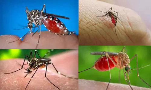 വെസ്റ്റ് നൈല്‍ പനി: ജാഗ്രത പാലിക്കണമെന്ന് വീണ ജോര്‍ജ്