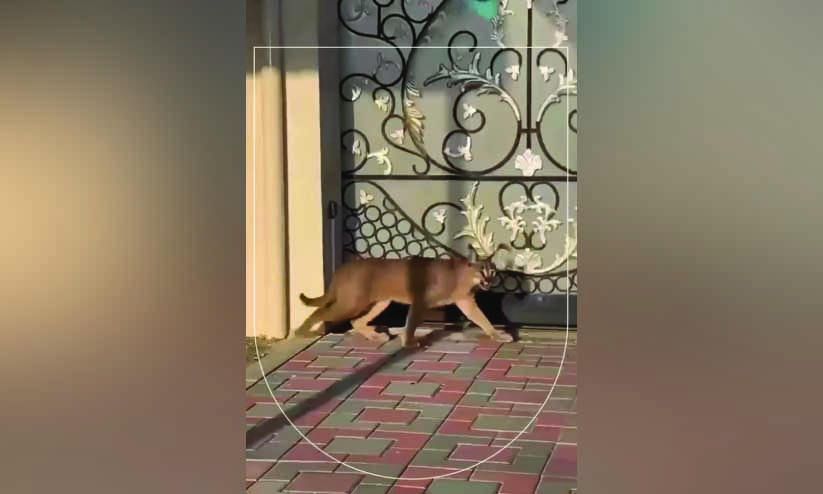 കറങ്ങിനടന്ന് ‘വൈറലായ’ കാട്ടുപൂച്ച പിടിയിൽ കറങ്ങിനടന്ന് ‘വൈറലായ’ കാട്ടുപൂച്ച പിടിയിൽ