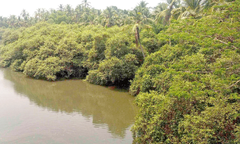 അ​ണേ​ല​ക്ക​ട​വ് ക​ണ്ട​ൽ​ക്കാ​ട്