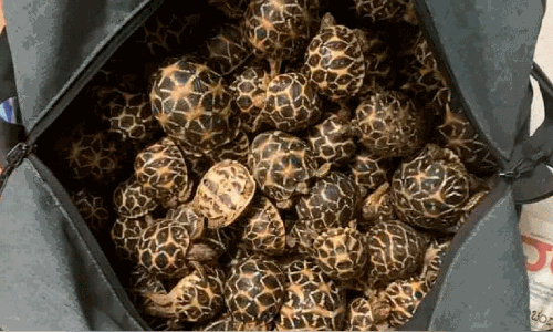 Star turtle smuggler, Star turtle smuggler,