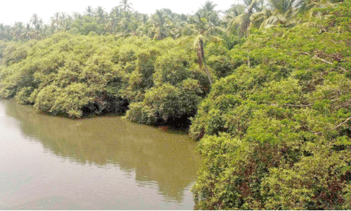 അ​ണേ​ല​ക്ക​ട​വ് ക​ണ്ട​ൽ​ക്കാ​ട്