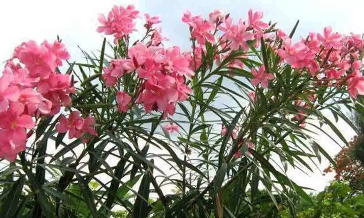 ക്ഷേത്രങ്ങളിൽ പ്രസാദത്തിലും നിവേദ്യത്തിലും ഇനി അരളി​പ്പൂ ഇല്ല