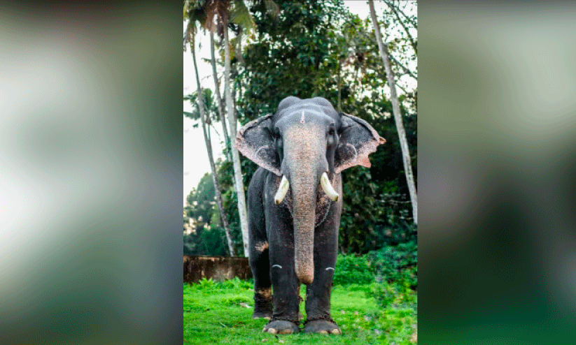 elephant died in kothamangalam