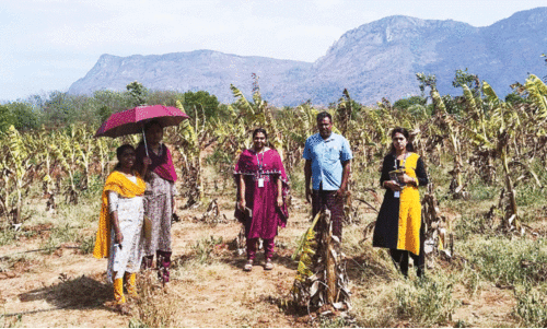 ക​ടു​ത്ത വേ​ന​ൽ; 8000 വാ​ഴ​ക​ൾ ഉ​ണ​ങ്ങി