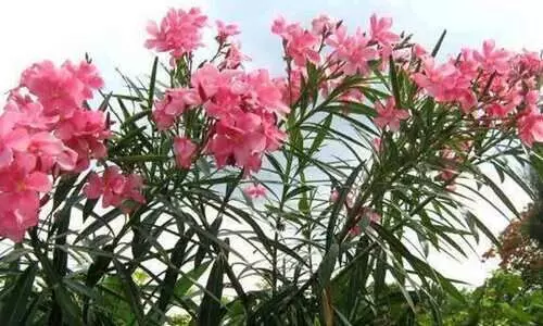 ക്ഷേത്രങ്ങളിൽ പ്രസാദത്തിലും നിവേദ്യത്തിലും ഇനി അരളി​പ്പൂ ഇല്ല