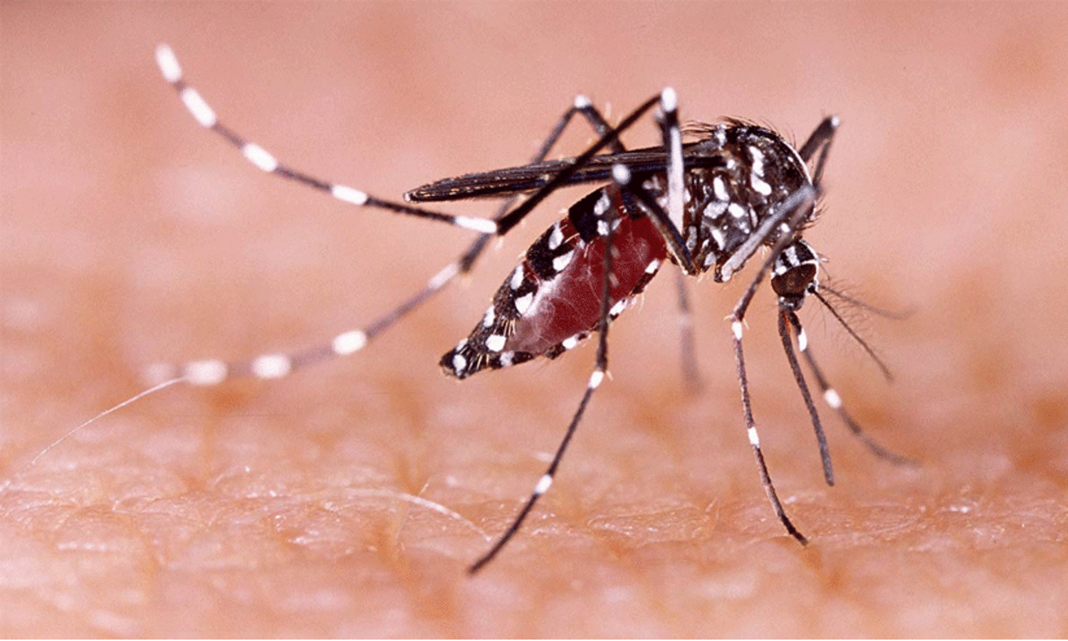 ഡെങ്കിപ്പനി; 85 പേർ ചികിത്സ തേടി