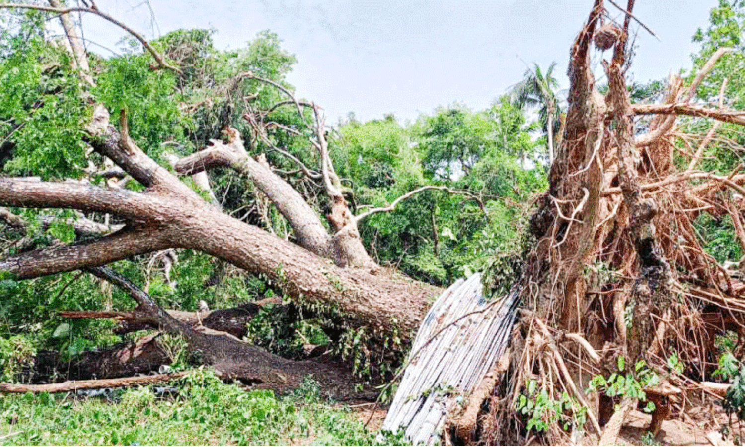 കോട്ടയത്ത് നാശംവിതച്ച്​ മഴയും കാറ്റും
