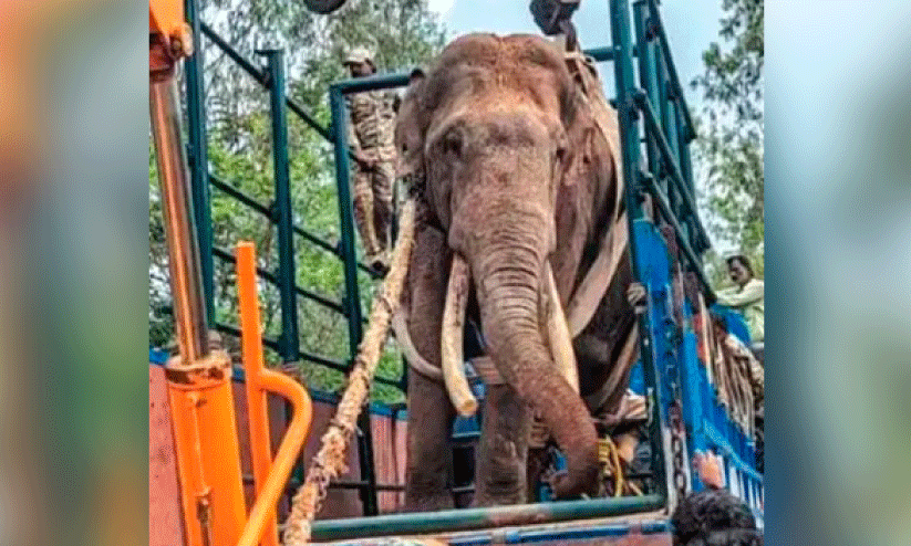 wild elephant wild elephant