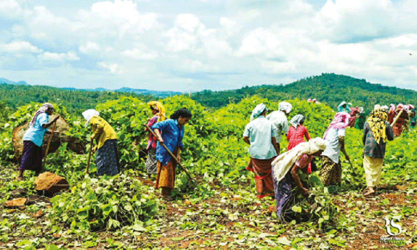 ‘തൊഴിലുറപ്പാണ്’, കൂലി ഉറപ്പില്ല; വേതനം ലഭിച്ചിട്ട് ആറു മാസം