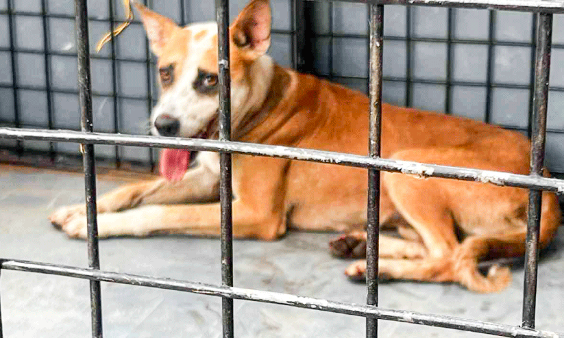 Muvatupuzha was cornered by a dog attack: eight people were bitten.