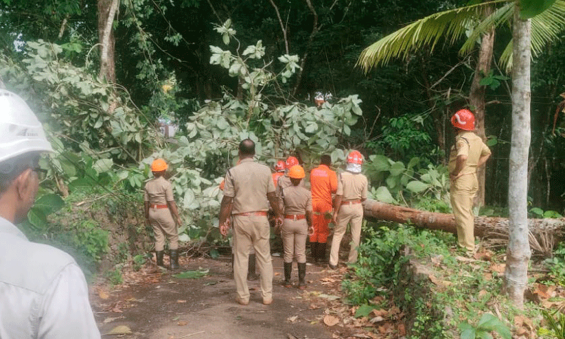 കാറ്റും മഴയും; മൈലാടുംപാറയിൽ വൻ നാശം
