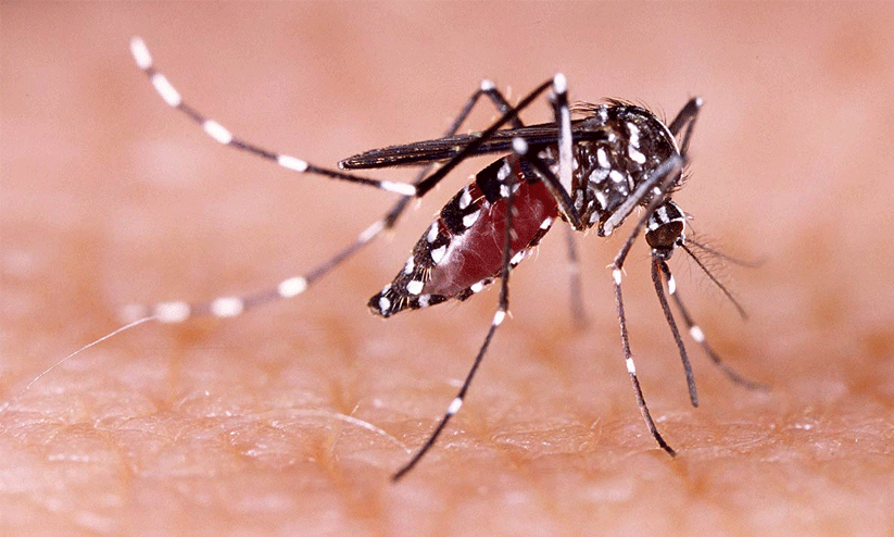 ഡെങ്കിപ്പനി; 85 പേർ ചികിത്സ തേടി ഡെങ്കിപ്പനി; 85 പേർ ചികിത്സ തേടി