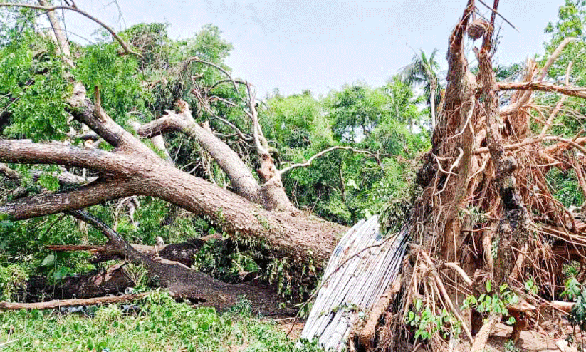 കോട്ടയത്ത് നാശംവിതച്ച്​ മഴയും കാറ്റും