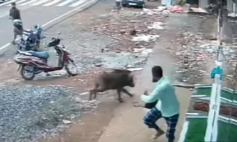 Wild boar attack Wild boar attack