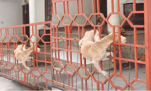 The pet dog died after getting his head and leg stuck in the gate