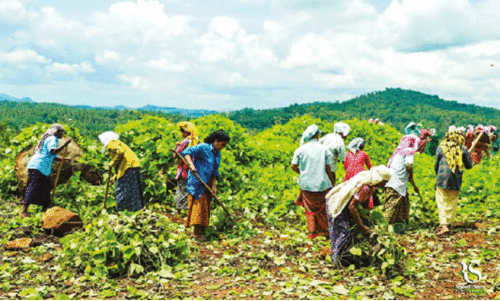 ‘തൊഴിലുറപ്പാണ്’, കൂലി ഉറപ്പില്ല; വേതനം ലഭിച്ചിട്ട് ആറു മാസം