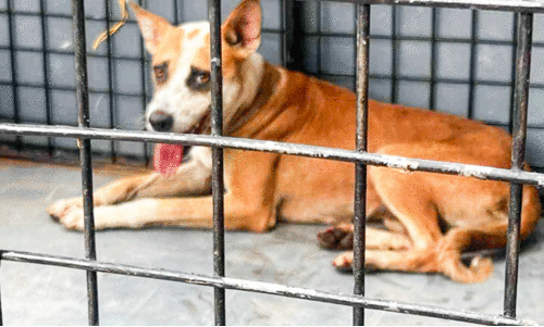 Muvatupuzha was cornered by a dog attack: eight people were bitten.