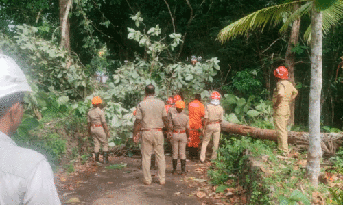 കാറ്റും മഴയും; മൈലാടുംപാറയിൽ വൻ നാശം