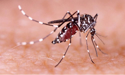 ഡെങ്കിപ്പനി; 85 പേർ ചികിത്സ തേടി