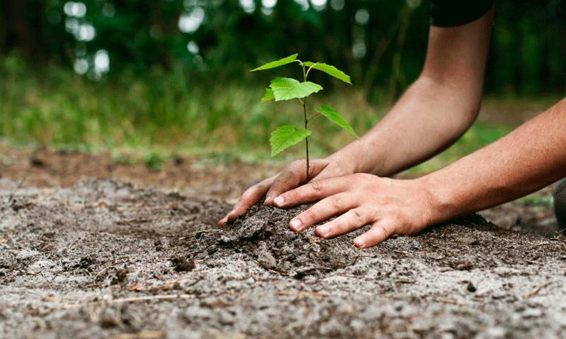 Planting wild trees; The campaign has begun Planting wild trees; The campaign has begun