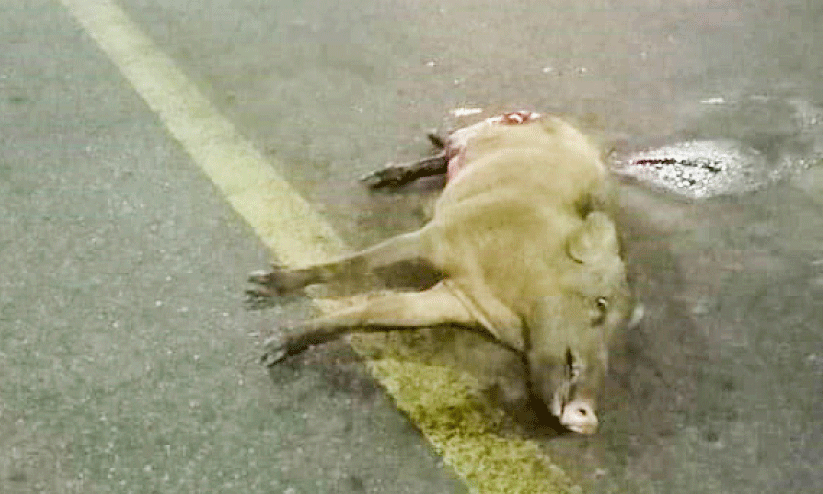 അപകടത്തിൽപെട്ട കാട്ടുപന്നി അപകടത്തിൽപെട്ട കാട്ടുപന്നി