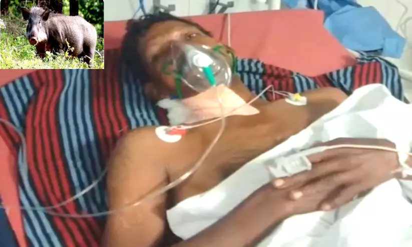 കാട്ടുപന്നി ആക്രമണത്തിൽ നാലുപേർക്ക് പരിക്ക് കാട്ടുപന്നി ആക്രമണത്തിൽ നാലുപേർക്ക് പരിക്ക്