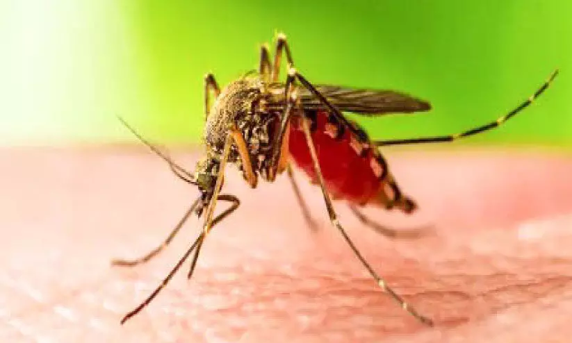 പാലക്കാട്ടെ മരണം; വെസ്റ്റ് നൈൽ ബാധിച്ചല്ലെന്ന് പരിശോധന ഫലം