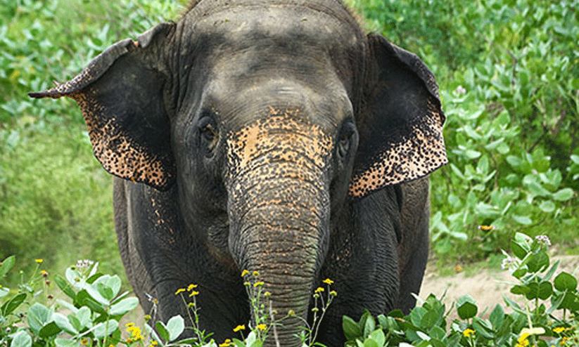 wild elephant wild elephant