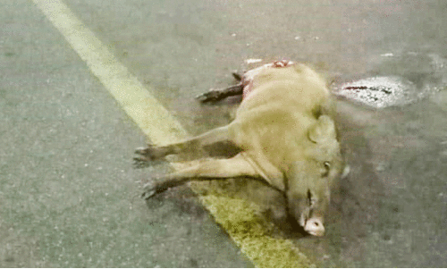 അപകടത്തിൽപെട്ട  കാ​ട്ടു​പ​ന്നി