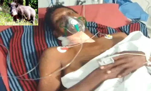 കാട്ടുപന്നി ആക്രമണത്തിൽ നാലുപേർക്ക് പരിക്ക്