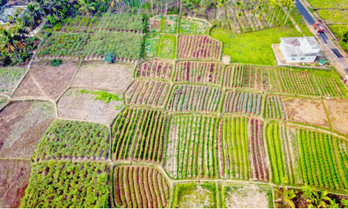 കൃ​ഷിത്തോ​ട്ടം