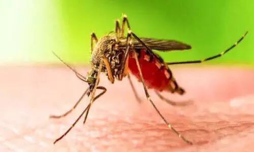 പാലക്കാട്ടെ മരണം; വെസ്റ്റ് നൈൽ ബാധിച്ചല്ലെന്ന് പരിശോധന ഫലം