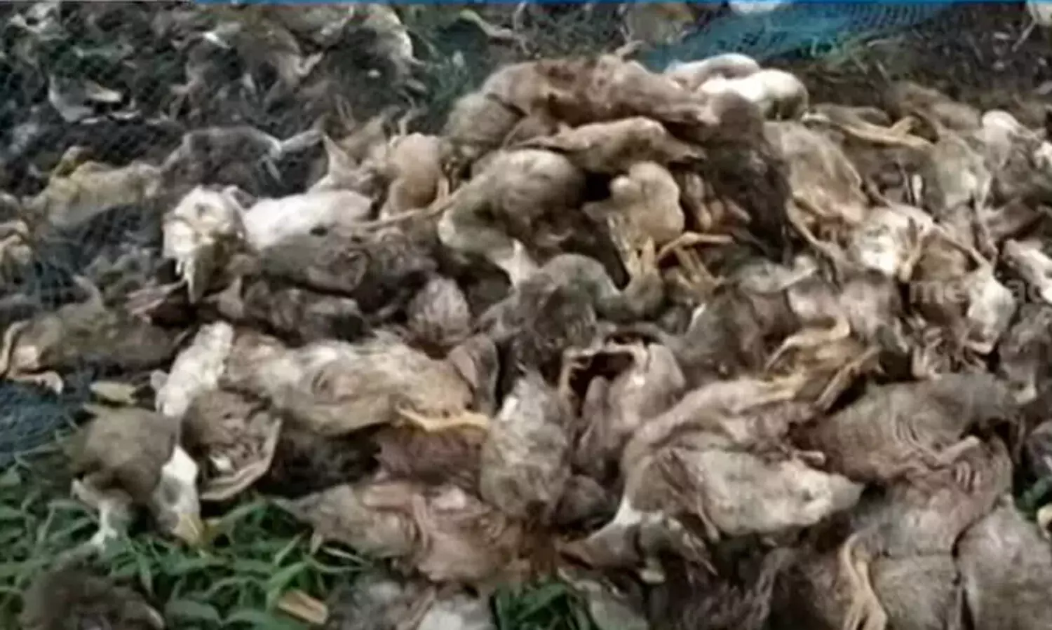 തിരുവല്ലയിൽ പക്ഷിപ്പനി സ്ഥിരീകരിച്ചു