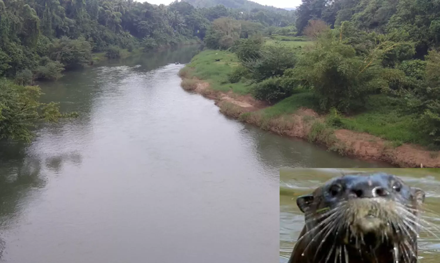 ഇരുവഴിഞ്ഞിപ്പുഴയിൽ കുളിക്കാനിറങ്ങിയ മൂന്ന് വിദ്യാർഥികൾക്ക് നീർനായുടെ കടിയേറ്റു